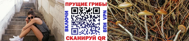 Псилоцибиновые грибы прущие грибы  Купить где  Кирс 